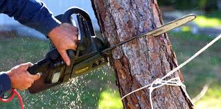 Salisbury, NY Tree Services Company