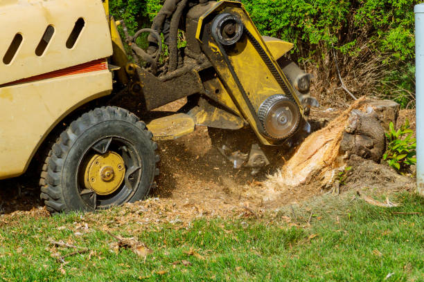 How Our Tree Care Process Works  in  Salisbury, NY